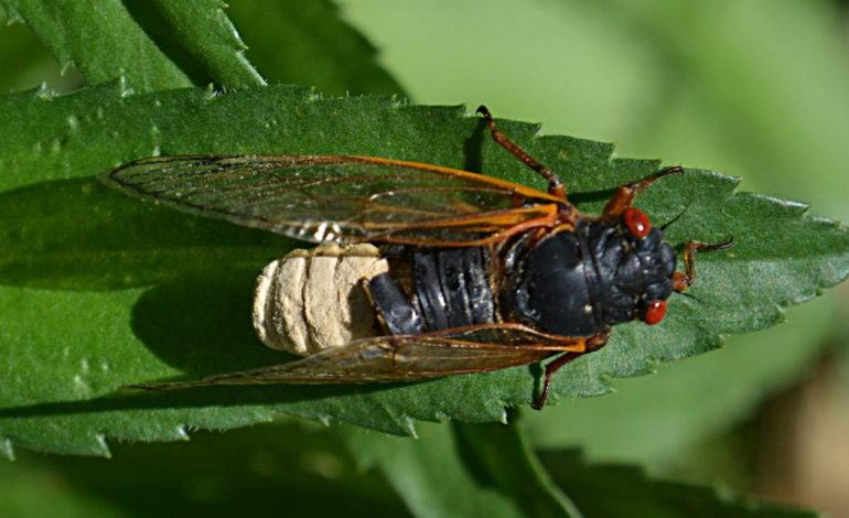 Missouri’s ‘zombie’ cicada fungus turns the bugs hypersexual