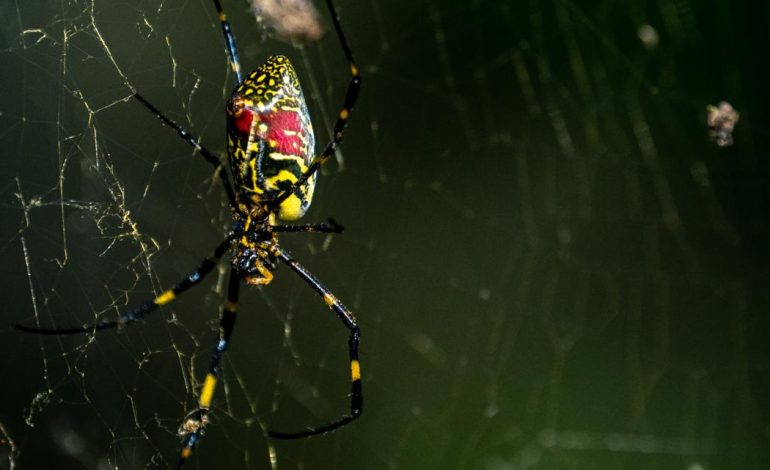 Giant flying venomous Joro spiders on the East Coast?