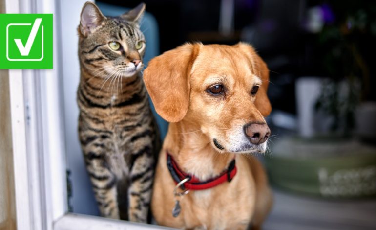 How to protect your pets from wildfire smoke